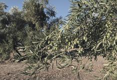 Tacna: productores de olivo pierden cerca de S/ 300 millones por olas de calor