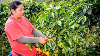 Cooperativas de productores participan con el 23% de los ingresos por exportaciones de café