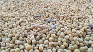 Espías, satélites y abogados: compradores de soja aprietan a los agricultores brasileños