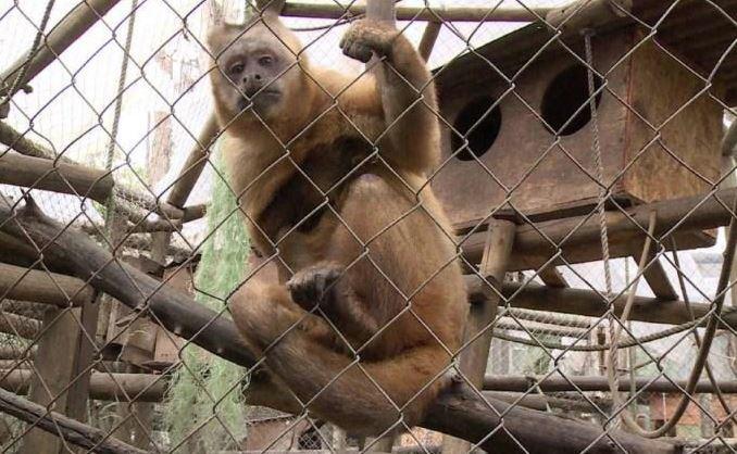 Los primates se encuentran entre los animales más vulnerables al tráfico ilegal. (Foto: Grupo EC)