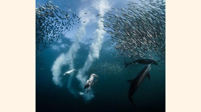 ‘Sardine Run’ (La carrera de la sardina), Sudáfrica. Premio: SIPAContest Photo of the Year. &quot;Durante la migración de las sardinas a lo largo de la costa sudafricana, todos los depredadores marinos las esperan. Yo tuve la gran suerte de estar en el lu