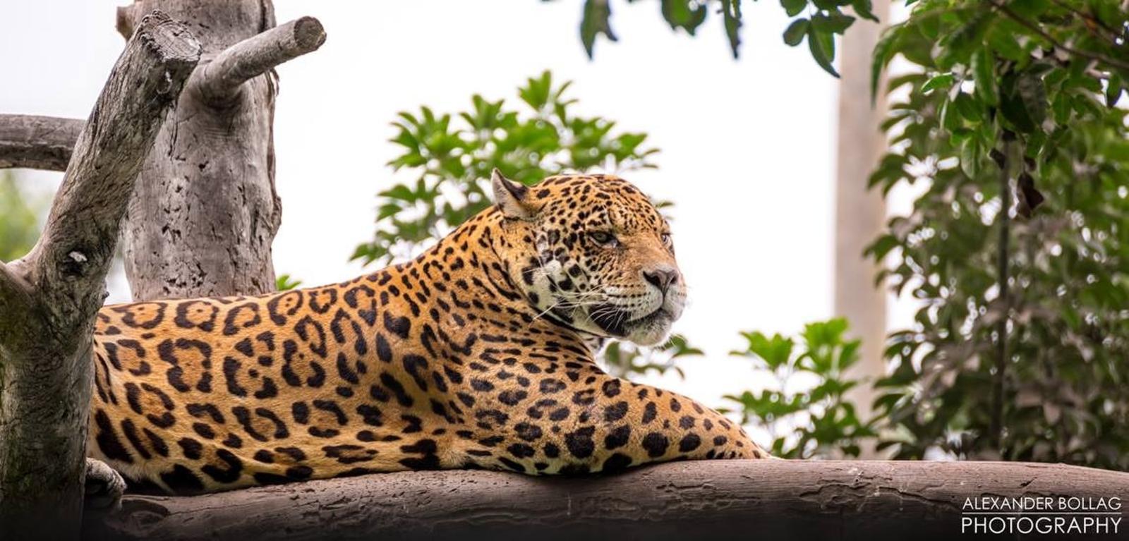 Jaguar. (Foto: Trome).