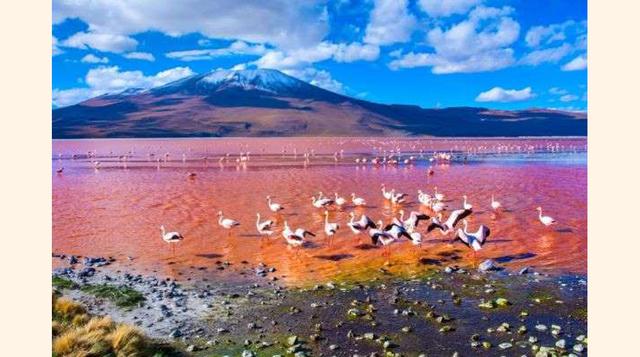 Laguna Colorada, Bolivia. La naturaleza ofrece a Bolivia esta increíble laguna situada dentro de la Reserva Nacional de Fauna Andina Eduardo Anaroa, en el altiplano potosino cerca de la frontera con Chile. Ese lugar mágico alberga miles de flamencos sus a