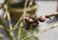 Agrobanco recupera deudas de créditos otorgados y mantiene renovación de cafetales