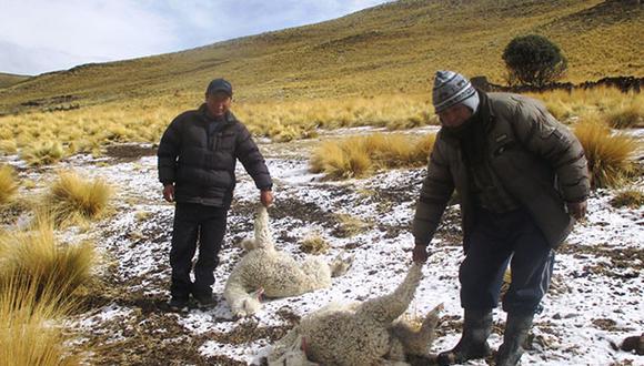Una fuerte granizada provocó la muerte de crías de alpaca en la comunidad de Putaccasa, del distrito de Sacsamarca, provincia de Huanca Sancos, región Ayacucho. (Foto: Agencia Andina)