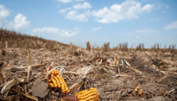 Trozos de maíz yacen en el suelo durante una cosecha en Leland, Mississippi, EE.UU., el martes 16 de agosto de 2022. Fotógrafo: Rory Doyle/Bloomberg