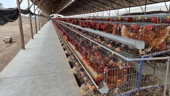 Capacidad de producción de huevos en granjas se ha reducido hasta en 15% por la menor demanda y el alto precio de los insumos, informó Avisur. Foto: Avisur