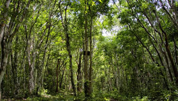 Bosques. (Foto: Difusión)