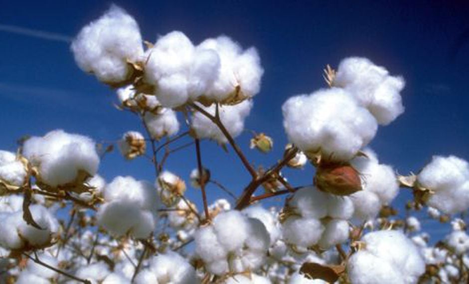 Cotton Usa lanza campaña para apoyar
