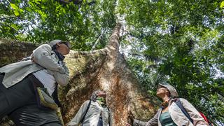 Shihuahuaco, el árbol en peligro de extinción, tendrá un plan de acción en Perú