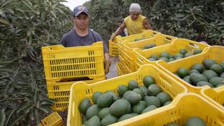 SAG de Chile ya no pondría trabas a ingreso de palta Hass peruana