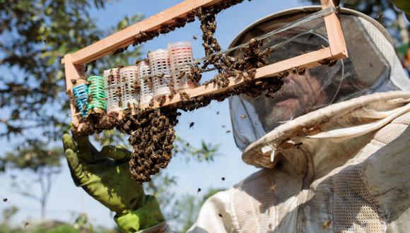 La mayoría de las abejas muertas tenían rastros de Fipronil, un insecticida proscrito en la Unión Europea y clasificado como posible carcinógeno humano por la Agencia de Protección Ambiental de EE.UU. (Foto: Bloomberg)