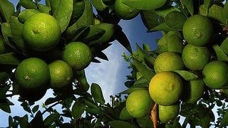 Agromar: Se reduce producción de limón en el norte del país