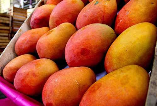 El principal destino de exportación de los mangos peruanos es Europa. (Foto: Minagri)
