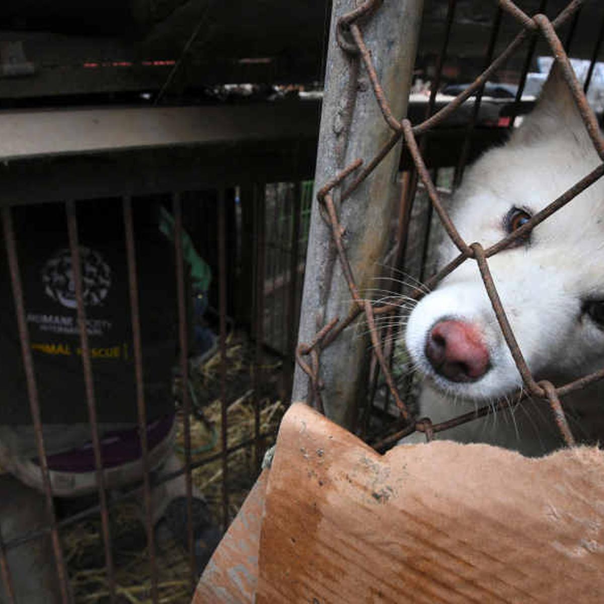 son perros considerados ganado en corea del sur