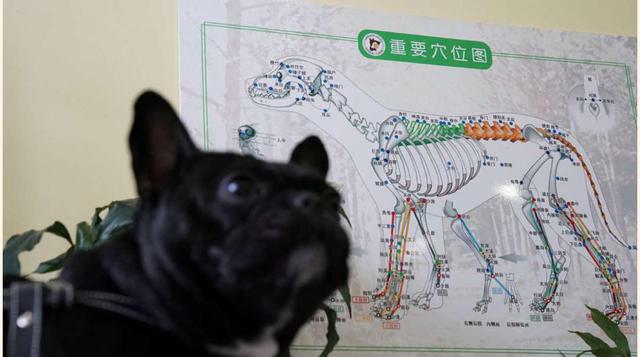 FOTO 7 | Uno de los perros en el centro de tratamiento.