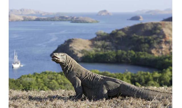 FOTO 9 | MAYO. Komodo y Flores (Indonesia). El dragón de Komodo, el mayor reptil del mundo, vive solo en varias islas indonesias, como Rinca y Komodo (en la foto), las más propicias para contemplarlo en persona. En mayo, estas islas todavía están verdes, 