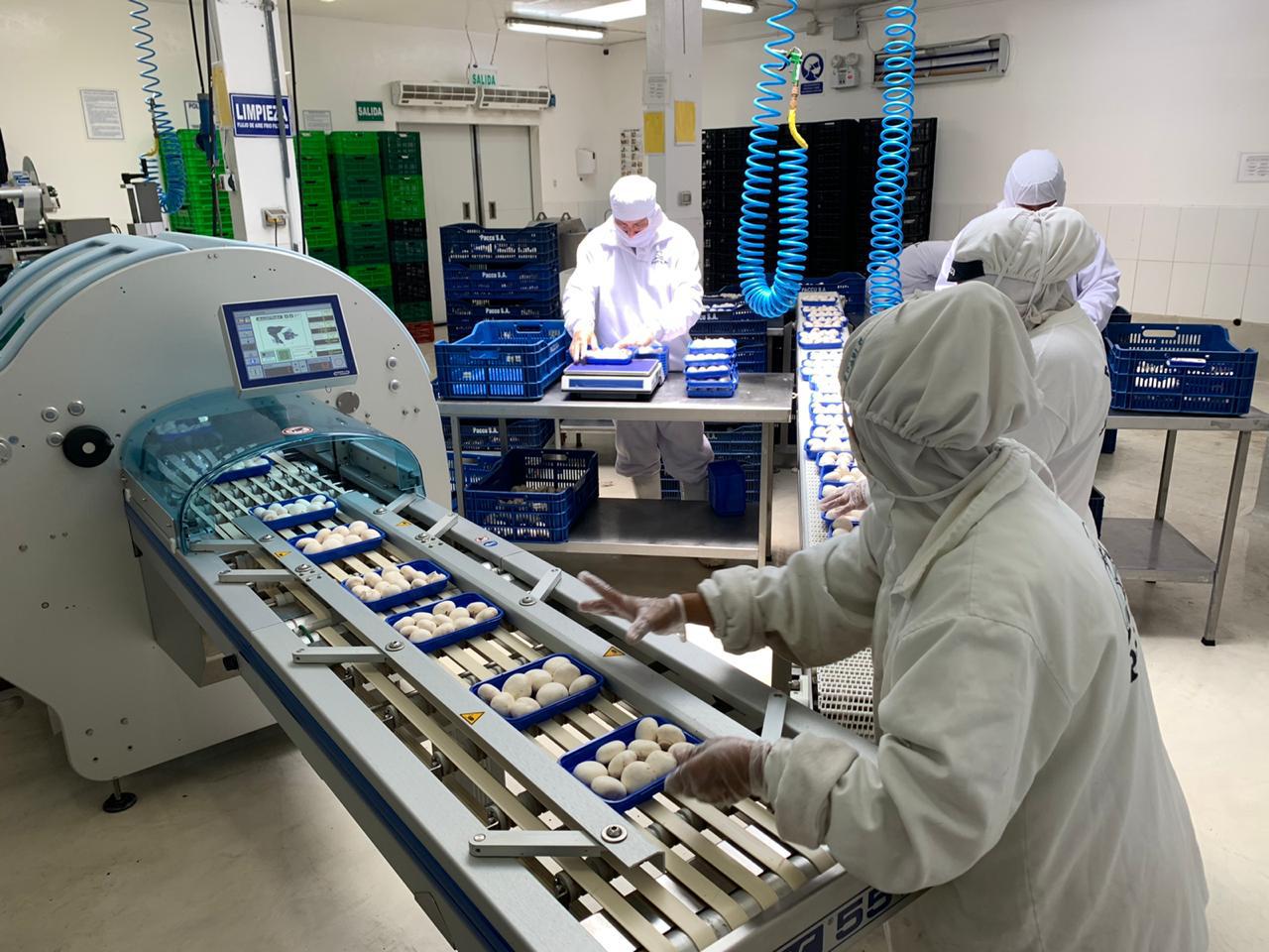 Los champiñones frescos están principalmente destinados al consumo interno, porque la exportación de este producto requiere de grandes esfuerzos para mantener la cadena de frío. (Foto: difusión)