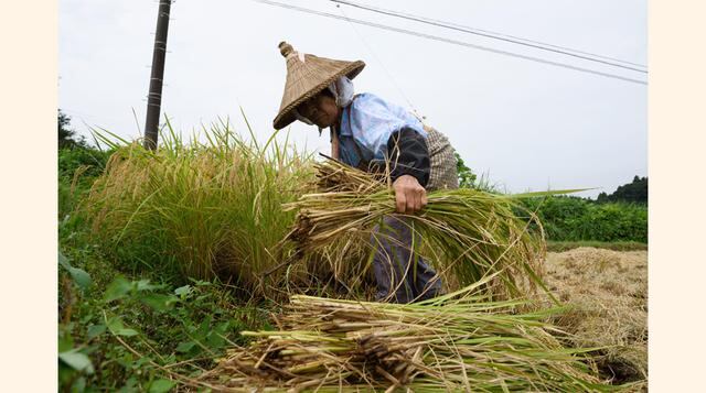 ¿Qué podría frenar el RCEP? En primer lugar, se vaticina que el RCEP, aunque se suscriba y entre en vigor, no tendrá un grado de liberalización comparable al del acuerdo TPP, en vista de las estructuras económicas de las naciones participantes. Japón, por