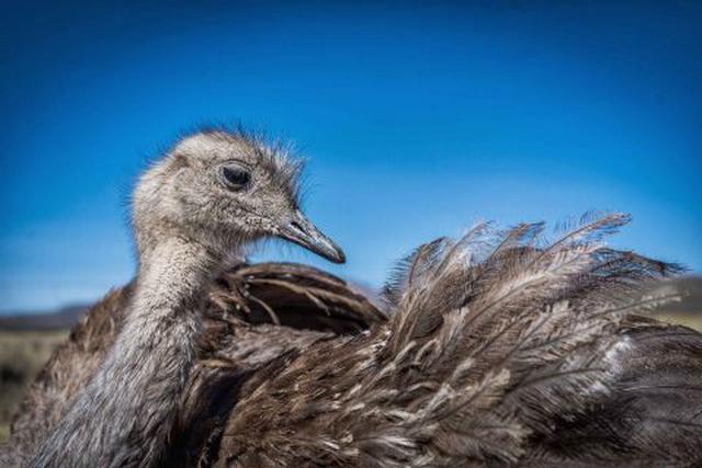 Actualmente existen tres áreas naturales protegidas dedicadas a la conservación del Suri. (Foto: Consentido.nl)