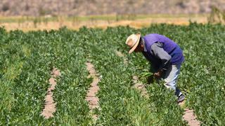 Midagri: A fines de mes se aprobará reforzamiento del Fertiabono a productores