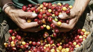 Exportaciones de café de Perú, Centroamérica y Colombia suben 7.7%