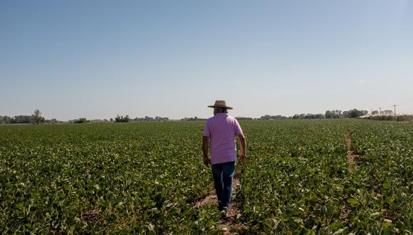 Un agricultor camina por un campo de soja durante una ola de calor en San Antonio de Areco, provincia de Buenos Aires, Argentina, el martes 11 de enero de 2022.