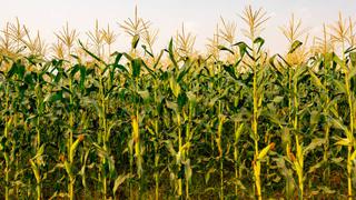 CIC recorta previsión de cosecha mundial de maíz de 2022-2023, cita el estrés de la sequía en la UE