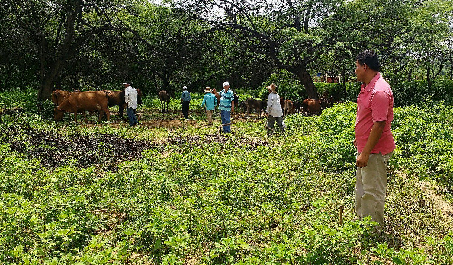Las disposiciones del MTPE serán aplicables a todas las actividades del sector agrario.