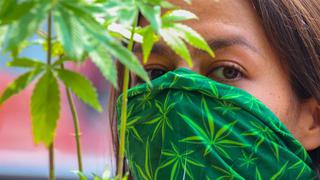 En vigor la legalización del cultivo asociativo de cannabis medicinal en Perú