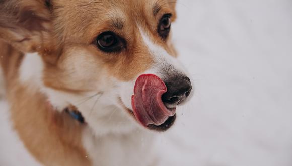 El olfateo también fue específico al 91%, lo que califica la capacidad de los perros para identificar los negativos.