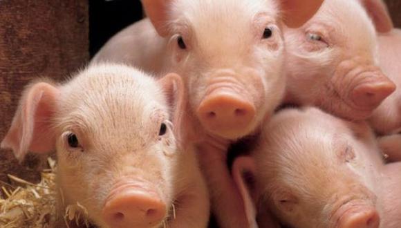 De acuerdo con los datos facilitados en el extracto del informe, de 2016 a 2018 se tomaron un total de 338 muestras serológicas a trabajadores de 15 granjas porcinas
