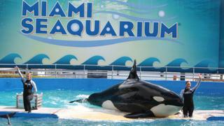 Líderes empresariales de Miami quieren liberar a una orca