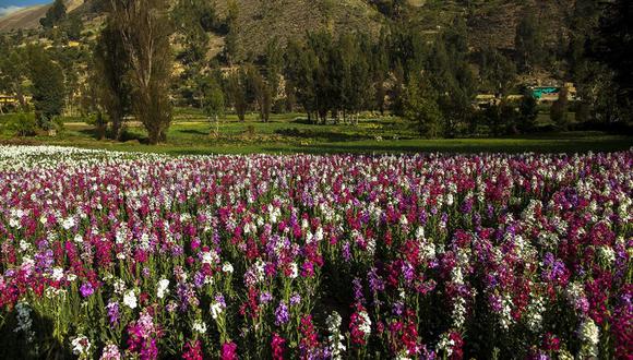 Exportación de flores peruanas sigue creciendo a nivel internacional. Foto: Andina.