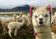 Científicos peruanos clonarán alpaca de los Andes