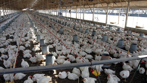 Para Senasa la influenza aviar tipo A y subtipo H5N1 es mortal para las aves, y sería perjudicable al Perú porque se producen un aproximado de 720 millones de pollos por año. (Foto: Andina)