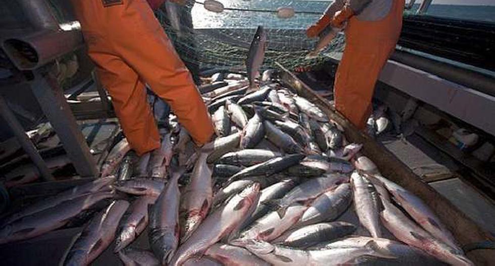 Le esportazioni di pesce per il consumo umano diretto si riprenderanno nel 2021 |  Risonanza magnetica nucleare |  Economia