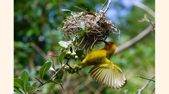 Primer lugar en la categoría animales asombrosos: Wings de David Hopkins. Edad: 13.(foto: 2016 National Geographic International Photography Contest for Kids).