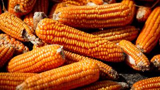 La rica diversidad genética del maíz se revela en un nuevo estudio del genoma