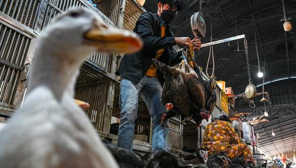 “El riesgo ahora es que una persona contraiga el virus de la influenza aviar estando infectado también por la influenza humana, porque puede haber un intercambio genético entre ambos virus y que muten en una nueva enfermedad que se transmita entre personas” (Foto : AFP)