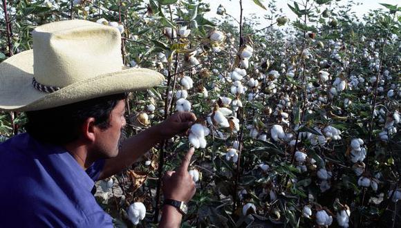 En Piura, principal región productora de algodón de la variedad Pima, que es reconocida por su calidad a nivel mundial, se cosecharon 800 hectáreas en la última campaña.