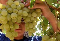 Uvas y arándanos del Perú generan interrogantes entre productores chilenos