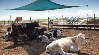 Minagri busca incorporar cinco actividades agroindustriales a la ley de promoción agraria