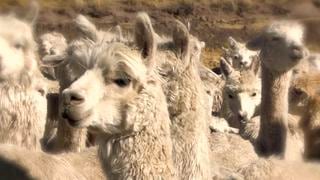 Minagri lanzará proyecto de mejoramiento genético de alpacas en el 2020