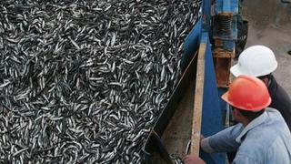 Produce multa a seis grandes pesqueras industriales por capturar anchovetas juveniles