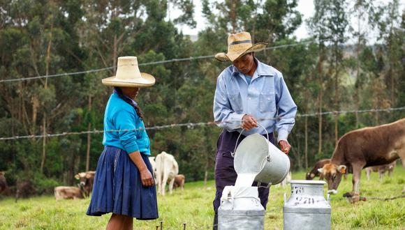 Senasa registró más de 4,000 establos lecheros en el país. Foto: Senasa