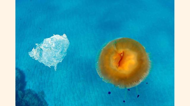 Cada año, los peces del Océano Pacífico Norte ingieren hasta 24.000 toneladas de plástico, lo que conduce a lesiones intestinales que causan la muerte, según el Centro para la Diversidad Biológica. Muchos peces confunden el plástico con las medusas y se l