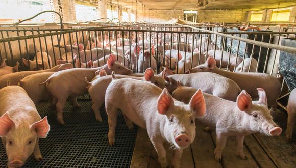 El alza de los precios está impulsando un repunte en el mercado de futuros de cerdos vivos, donde el contrato más activo cerró el lunes con un avance de 7.7%, la mayor ganancia diaria desde su lanzamiento en enero del 2021. (Foto: iStock)