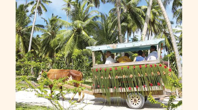 1. Buey-taxi en las Seychelles: El buey-taxi es un típico (o turístico) medio de transporte de las paradisíacas islas Seychelles, principalmente en La Digue. Es un vehículo lento, tanto que permite darse placenteros y relajantes paseos por playas y bosque