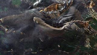 Bolivia y Perú abren laboratorio para producir peces en riesgo de extinción en lago Titicaca